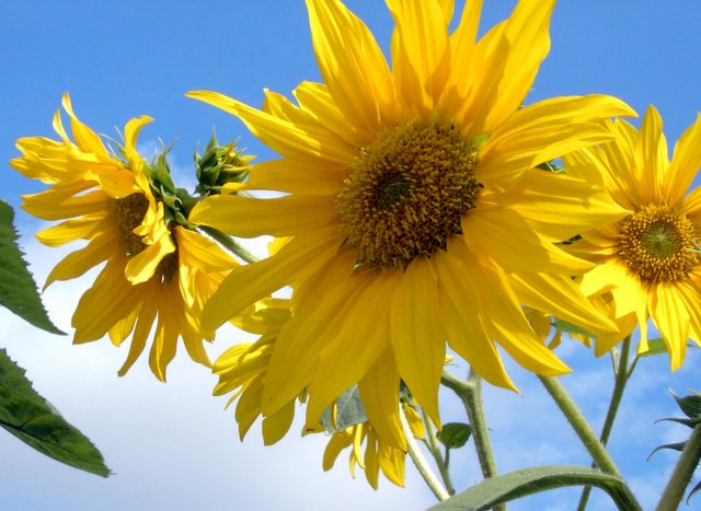Sunflowers 7.jpg