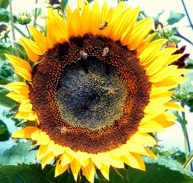 Sunflower 1.jpg