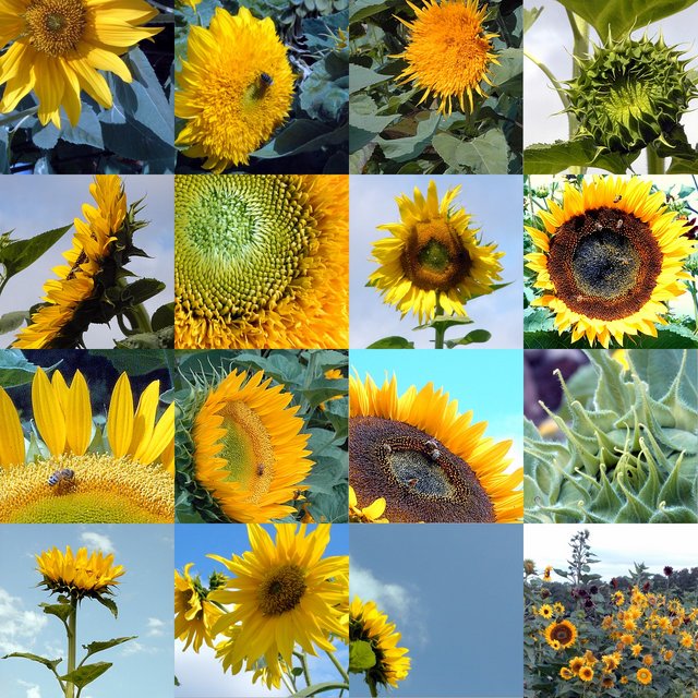 Sunflowers Collage
