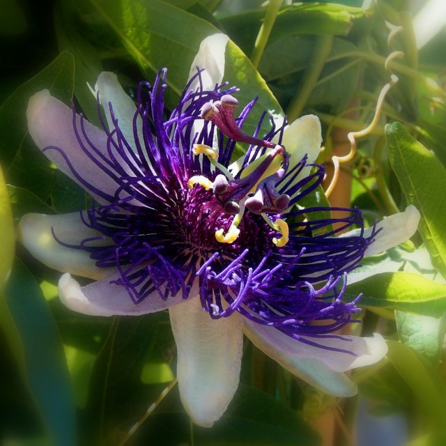 Day 13 - Passion Flower