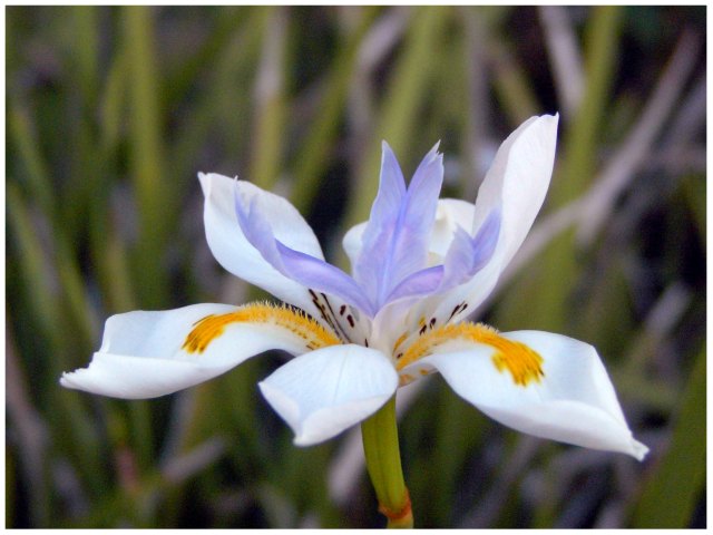 Day 14 - Iris 2