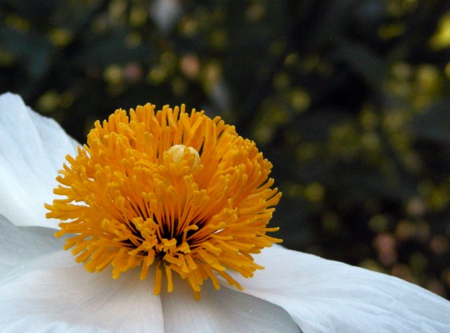 White Flower 3 