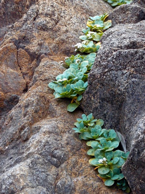 Day 16 - Clinging in the Crevasse