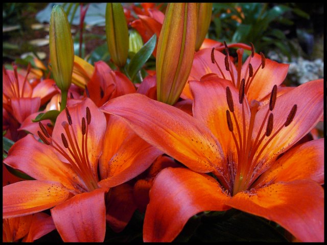 Day 19 - Lilies