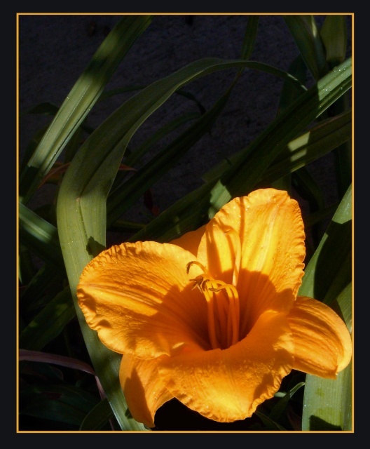 Day 25 - Lily 
