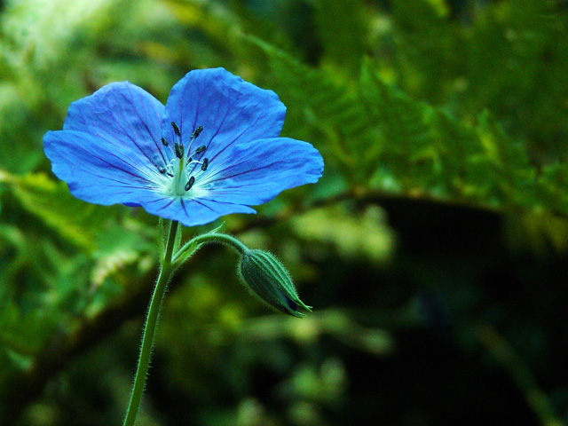Day 34 - Blue Flower