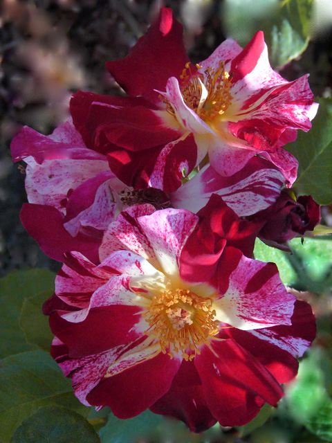 Varigated Rose.jpg