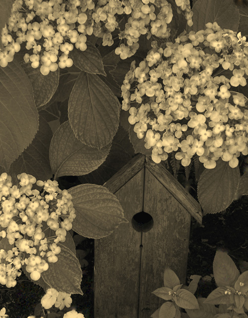 Day 32 - Sepia Hydrangea