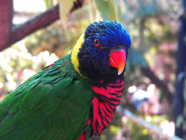 Lorikeet