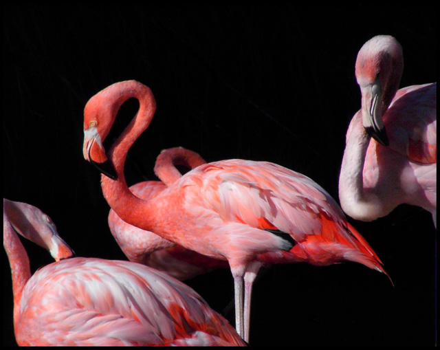 Flamingo 7 