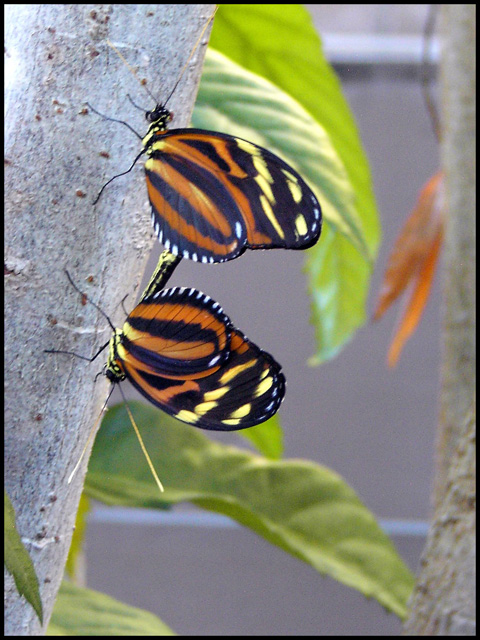Butterfly Love