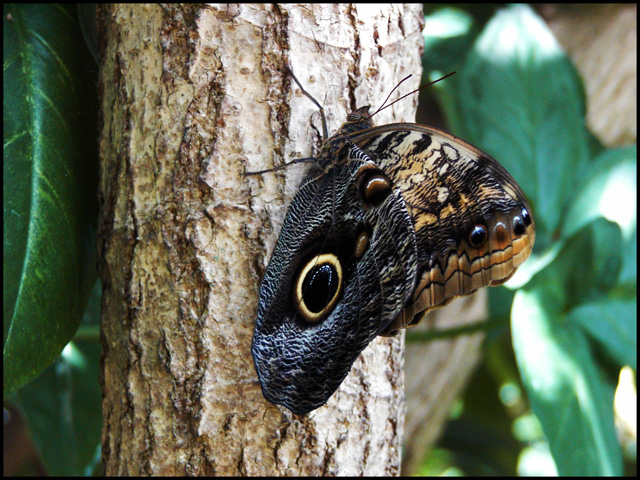 Butterfly 5 RS.jpg