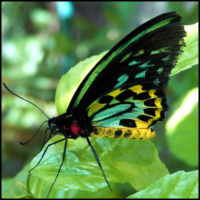 Butterfly 17 RS.jpg