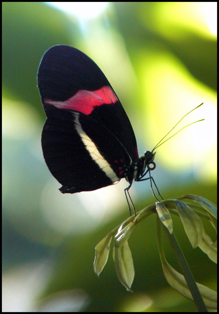 Day 31 - Elegant Butterfly