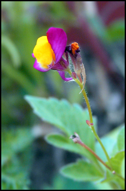 Day 41 - Wildflower