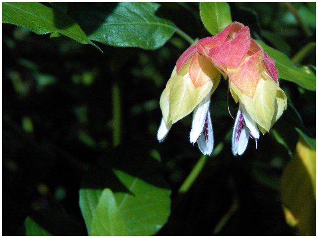 Silk Flower 