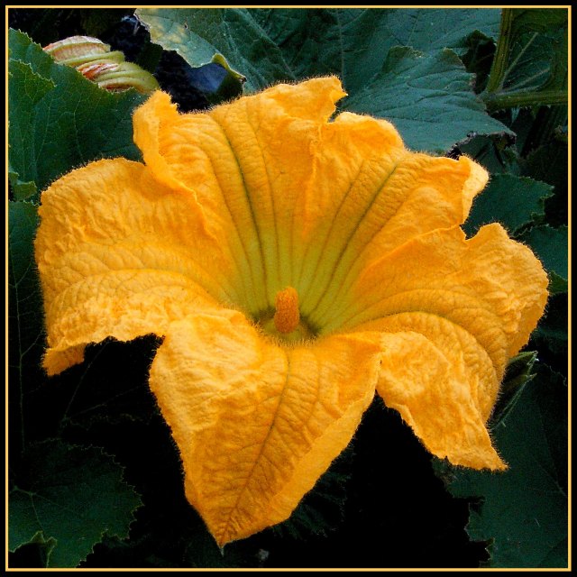 Day 46 - Pumpkin Flower 