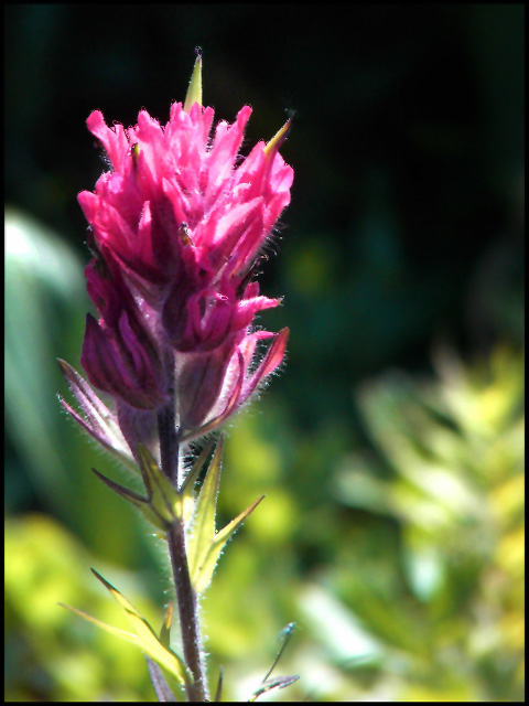 Mt Rainier Wildflower