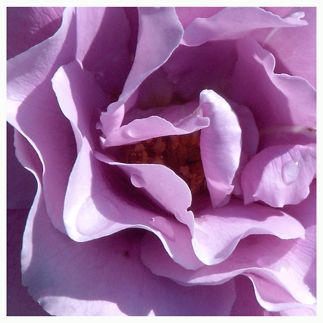 Rose Macro