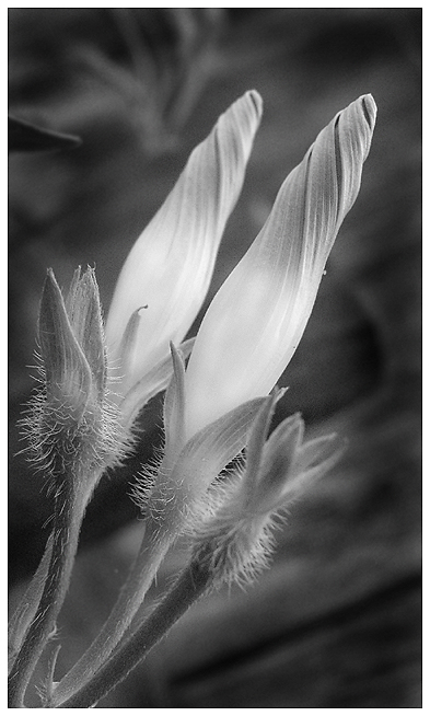 Day 19 - Morning Glory Buds