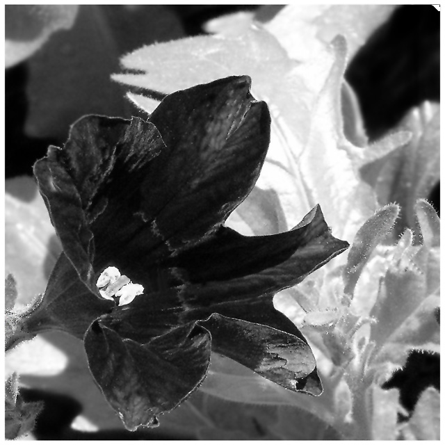 Day 21 - Flower