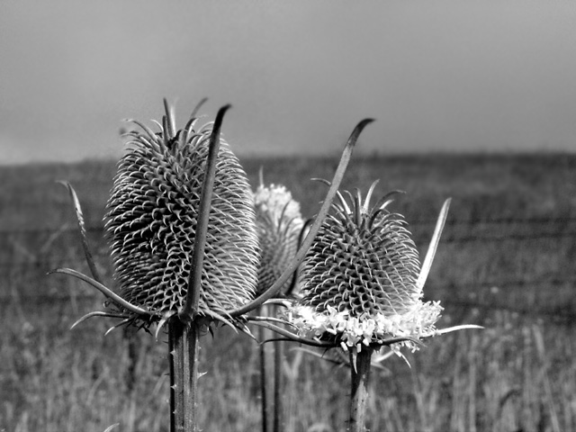 Day 25 - thistle