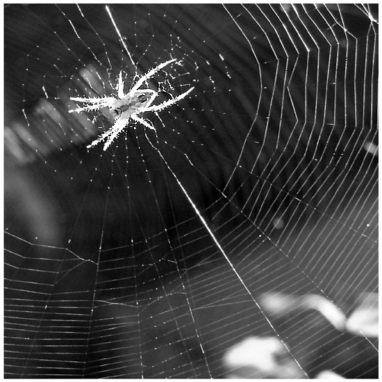 Day 27 - Spider