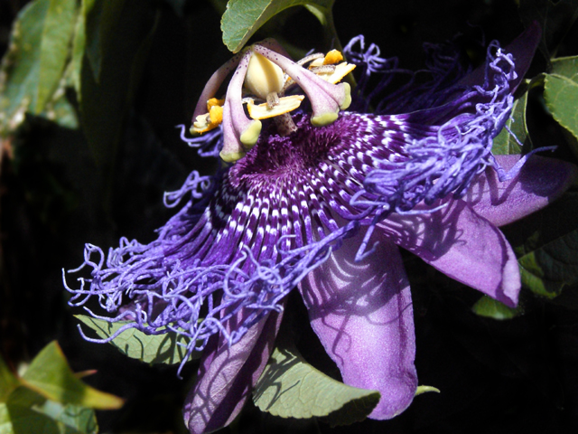 Passion Flower 3.jpg
