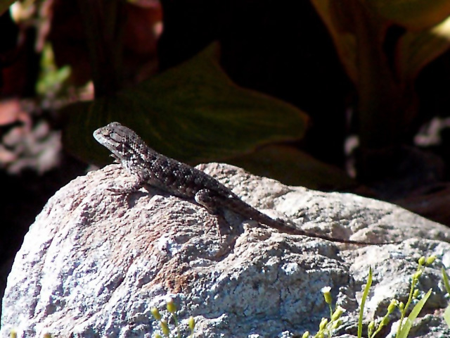 Day 5 - Lizard
