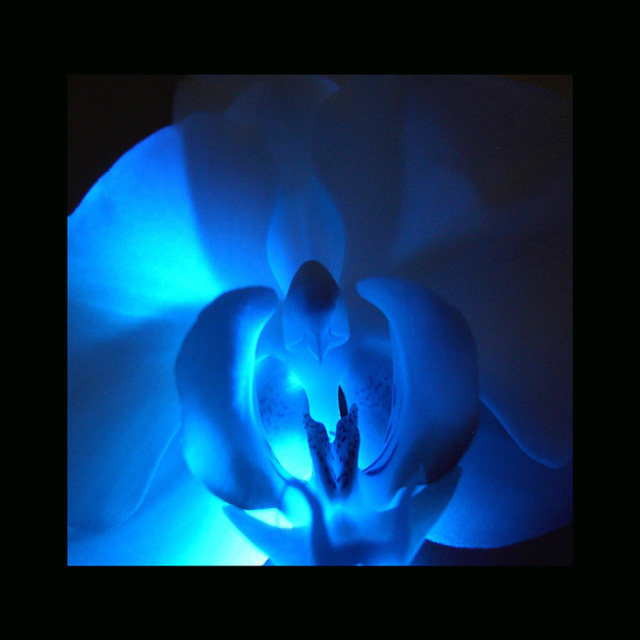 Day 11 - Blue Orchid