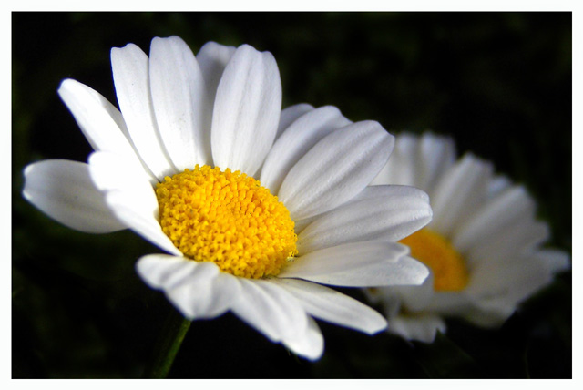 Day 12 - Tiny Daisies
