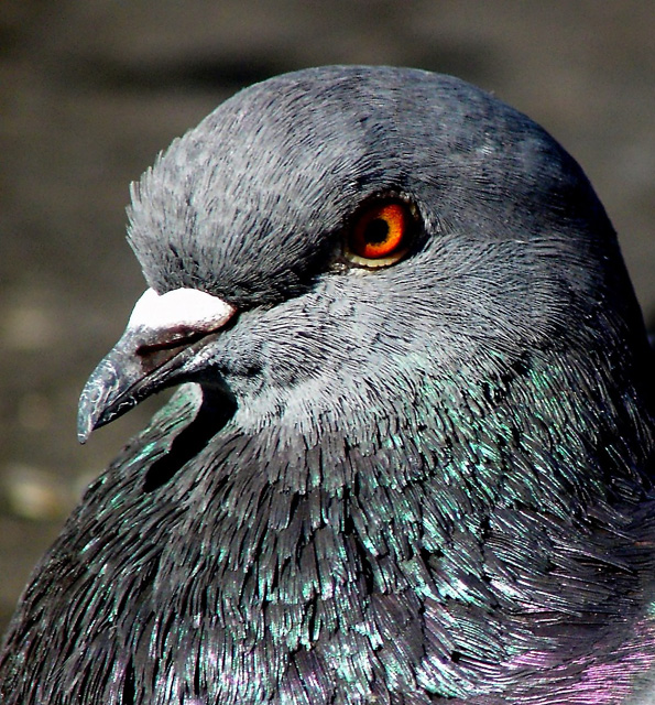 Day 17 - Pidgeon