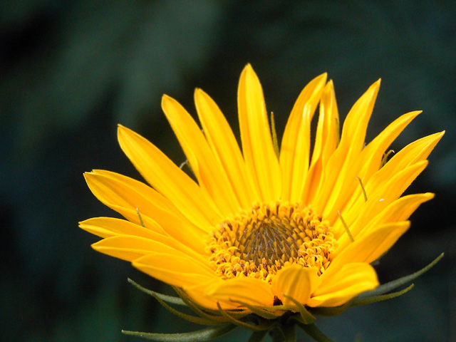 Yellow 1