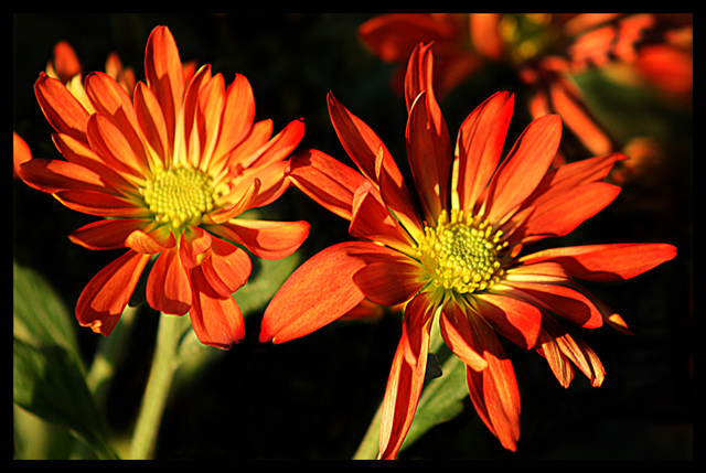 Mum-1-RS.jpg