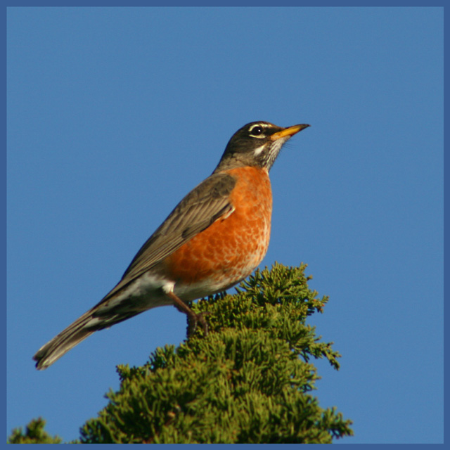 Robin 