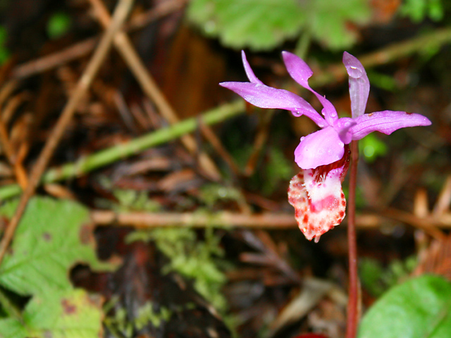 Mendocino-Orchid.jpg