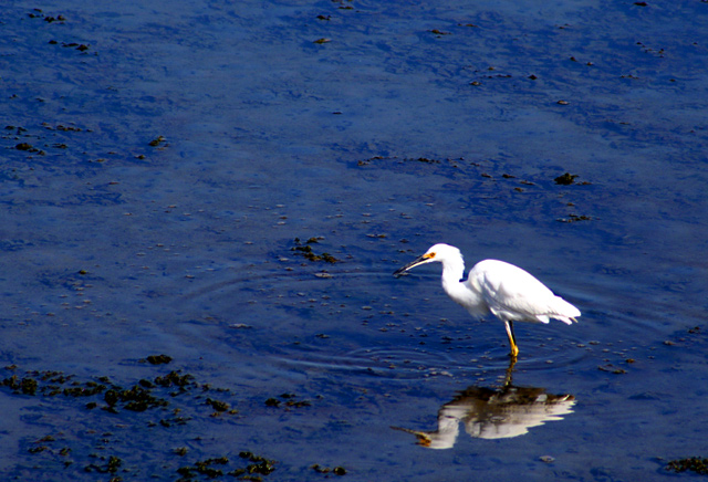 Crane
