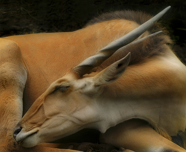 common-eland.jpg