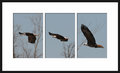 Eagle_in_Flight1.jpg