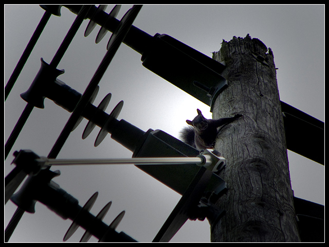 Danger Mouse...err...Squirrel