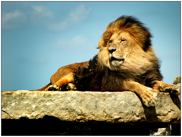 The King