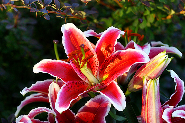 Testing, testing. Is this L-thing on?