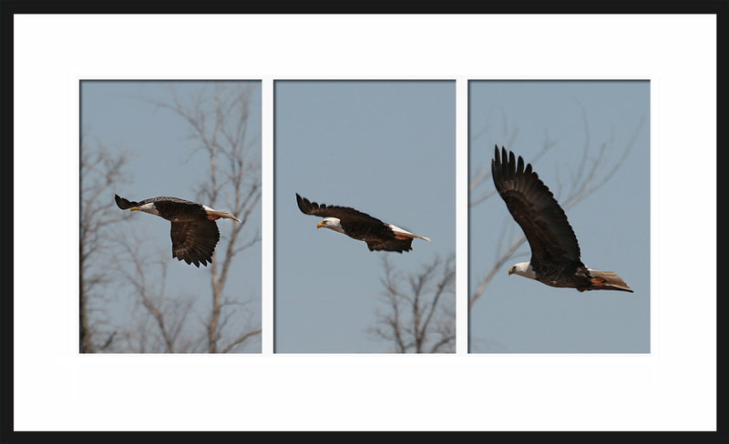 Eagle_in_Flight1.jpg