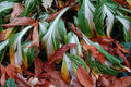 The end of the Hostas