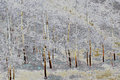 First snow in the poplars