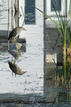 Heron in Town