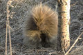 Porcupine in the poplars