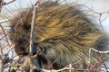 Sleeping Porcupine