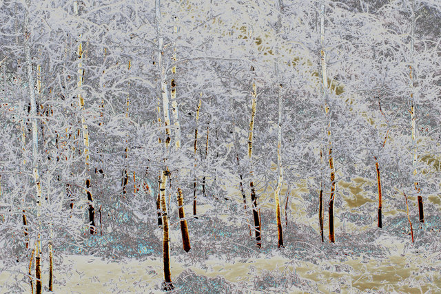 First snow in the poplars