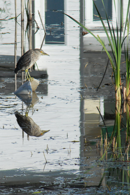 Heron in Town